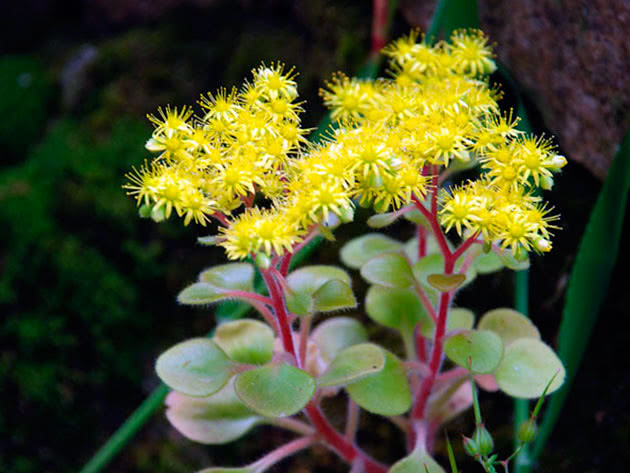 Blomstrende aichrizona