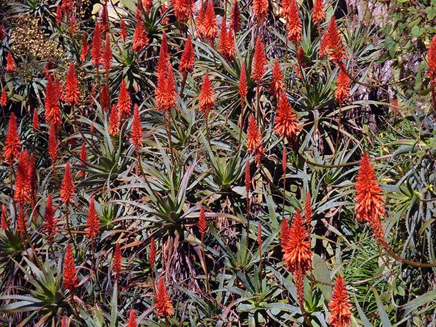 Blomstrende tre aloe