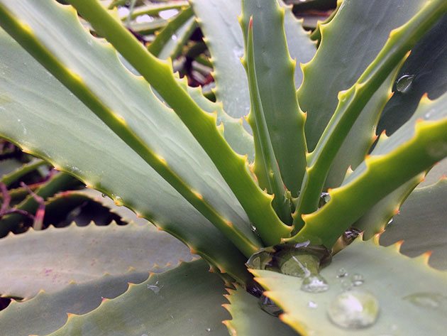 Aloe tre eller agave