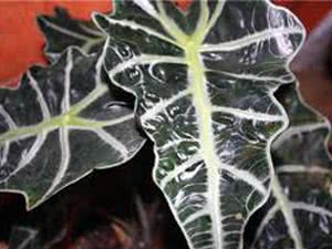 Hjem alocasia