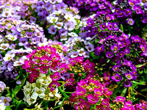 Alyssum blomster