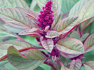 Amaranth blomst