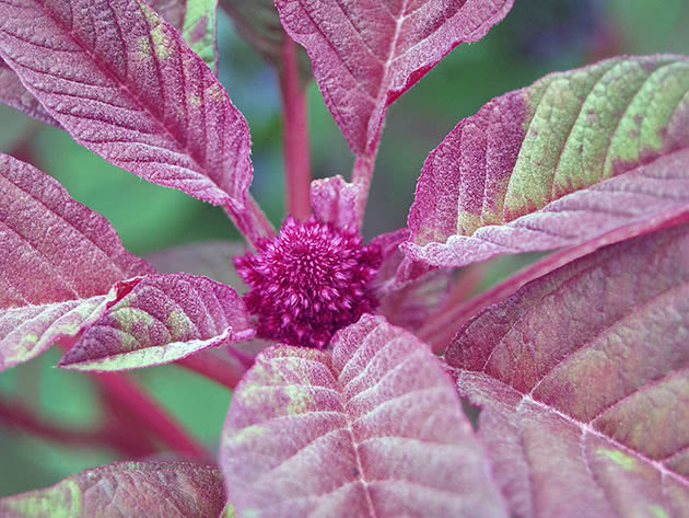 Amaranth plante