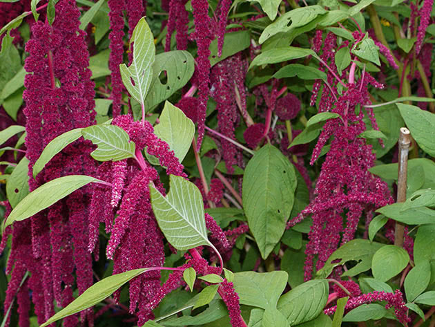 Amaranth blomster