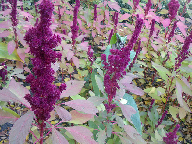 Amaranth blomstrer