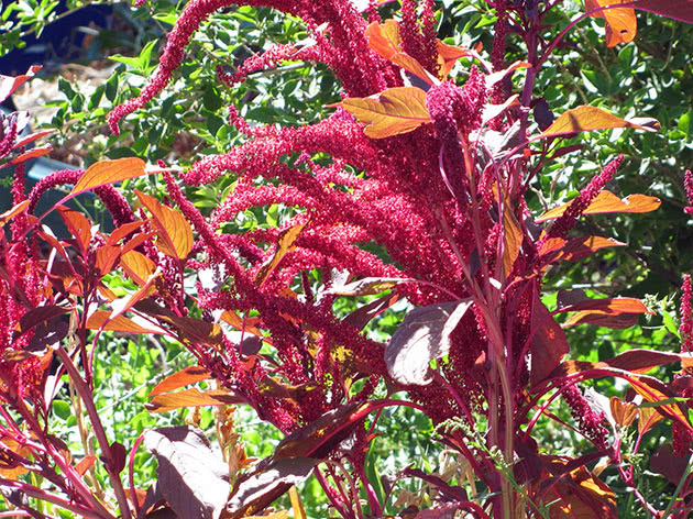 Amaranth paniculata, eller crimson / Amaranthus paniculatus = Amaranthus cruentus