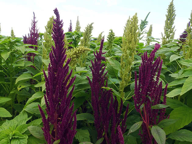 Amaranth paniculata, eller crimson / Amaranthus paniculatus = Amaranthus cruentus