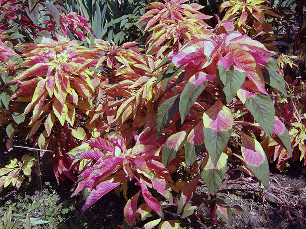 Amaranth tricolor / Amaranthus tricolor