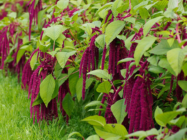 Amaranth caudatus / Amaranthus caudatus