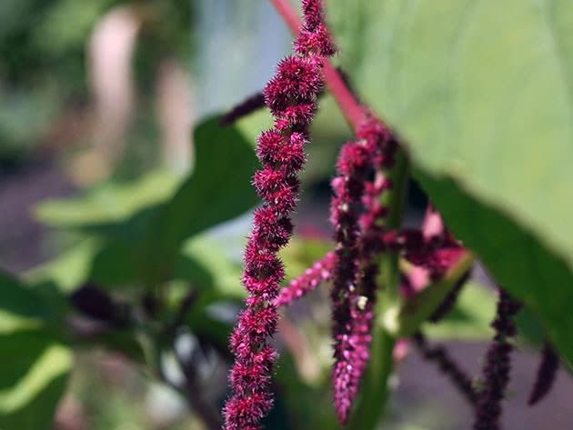 Amaranth blomsterstand