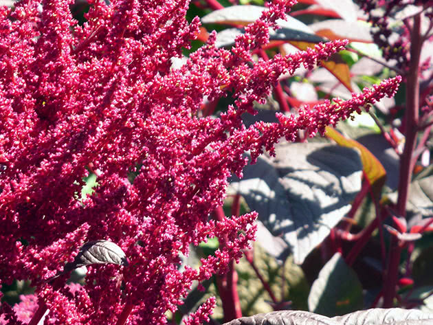 Blomstrende amarantblomst