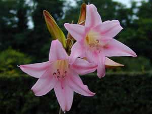 Amaryllis vakker eller amaryllis Belladonna