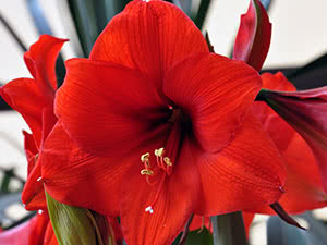 Blomstrende amaryllis