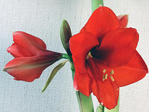 Amaryllis - planting og stell