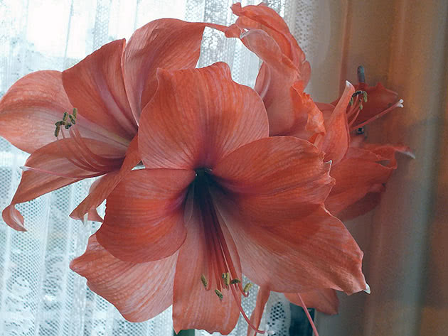 Rødrosa amaryllis