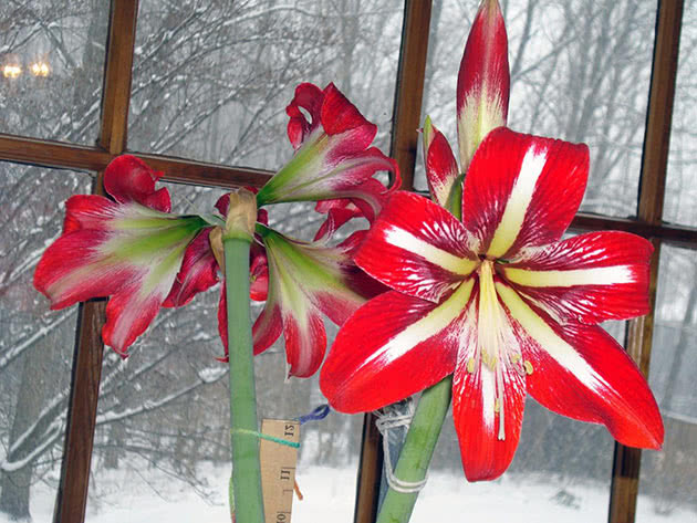 Amaryllis på vinduskarmen