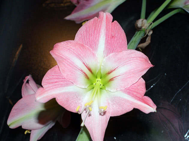 Rosa amaryllis