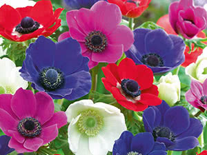 Anemone blomster