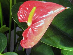 Anthurium hjemme