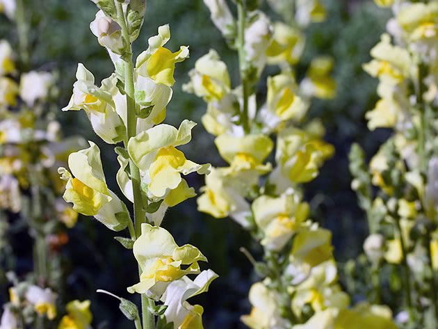 Snapdragon blomster