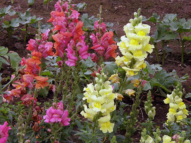 Snapdragon blomstrer i hagen