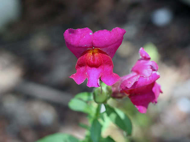 Snapdragon-blomst