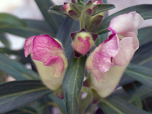 Antirrinum eller snapdragon