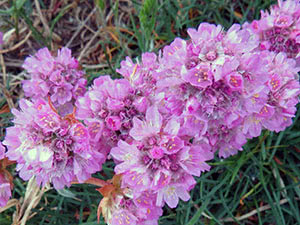 Armeria blomst