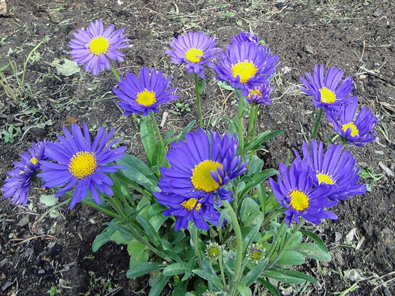 Alpine aster (Aster alpinus)