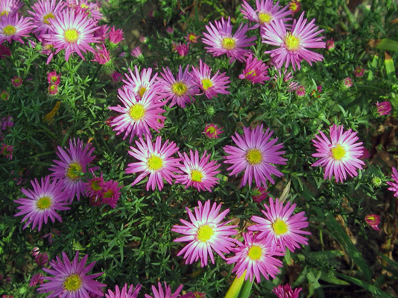 Alpine aster (Aster alpinus)