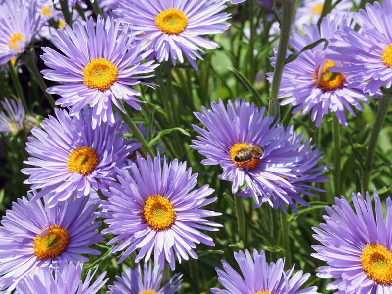 Alpine aster (Aster alpinus)