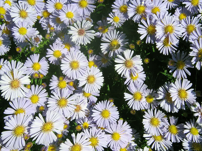 Talijanska astra ili kamilica (Aster amellus)