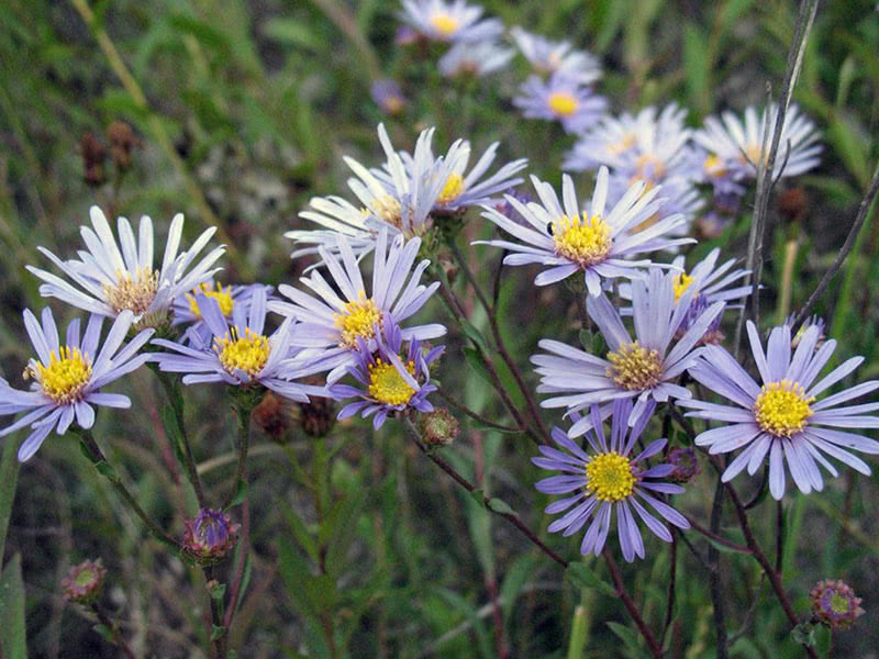 Italiensk aster eller kamille (Aster amellus)