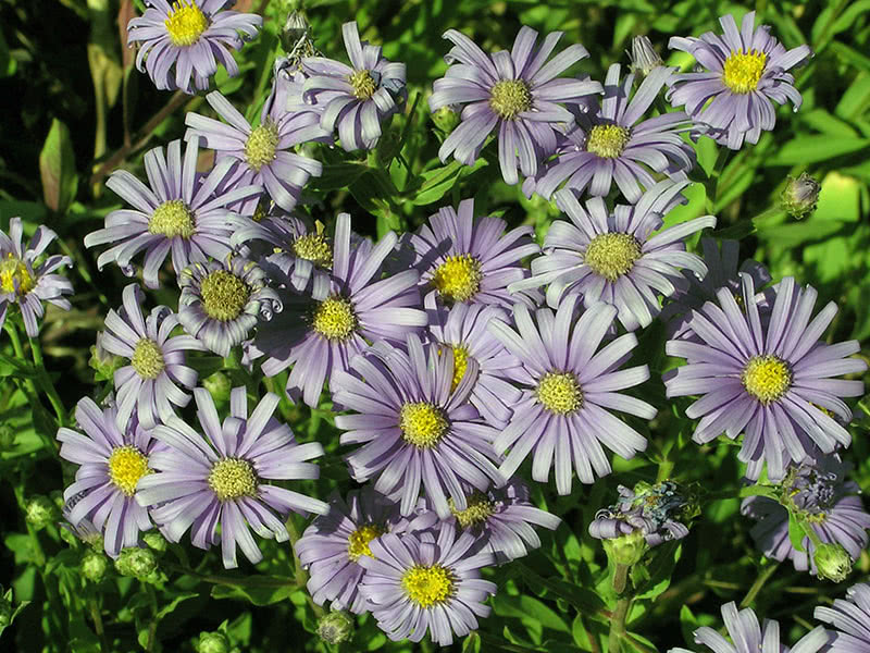 Italiensk aster eller kamille (Aster amellus)