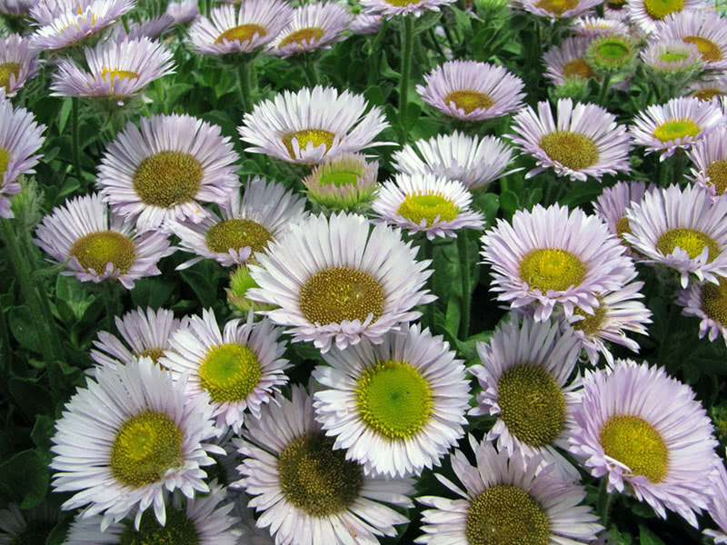 Buskaster (Aster dumosus)