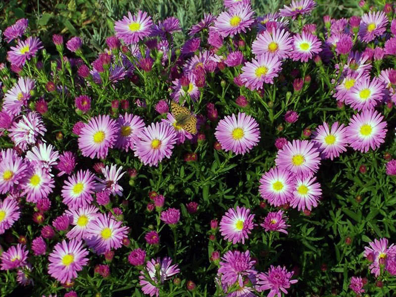 Astrina grmlja (Aster dumosus)