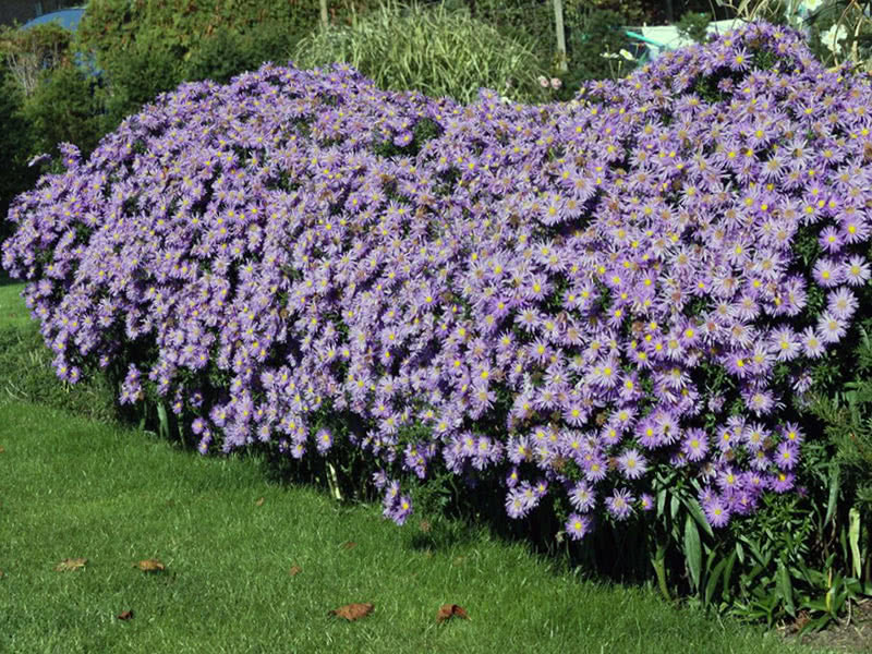 Buskaster (Aster dumosus)