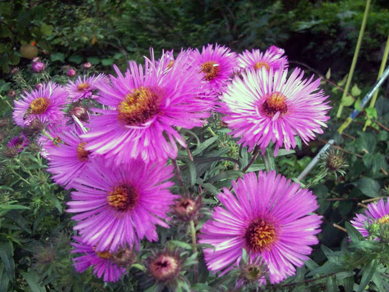 Aster novi-belgii (Aster novi-belgii)