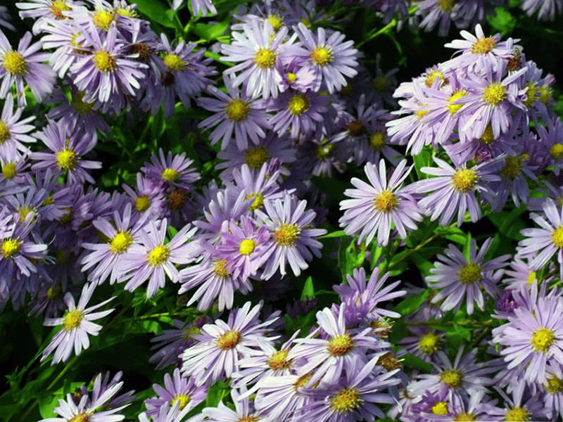 Aster novi-belgii (Aster novi-belgii)