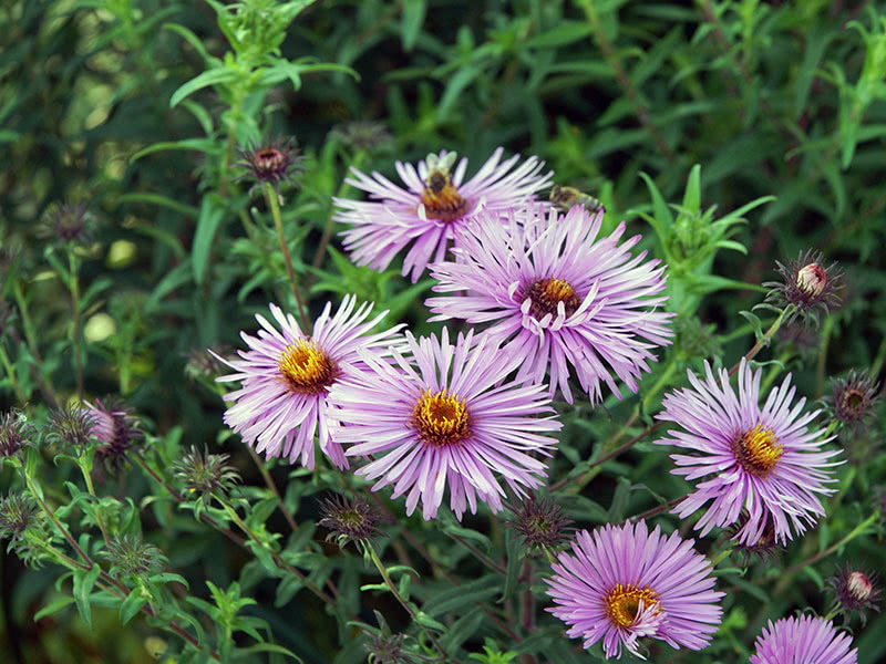 New England aster (Aster novae-angliae)