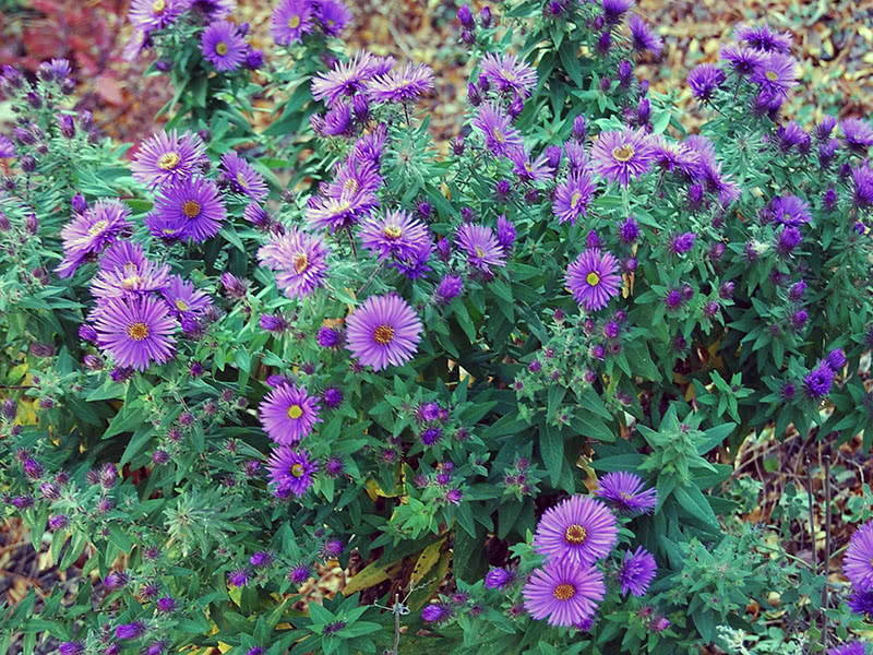 New England aster (Aster novae-angliae)