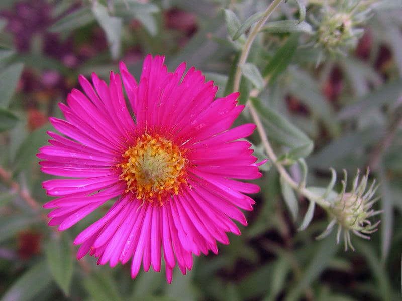 New England aster (Aster novae-angliae)