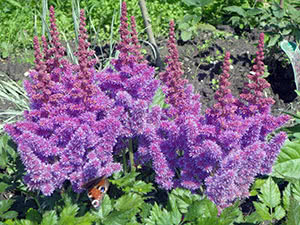 Astilbe blomst (Astilbe)