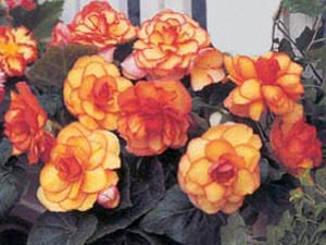 Knollete begonia