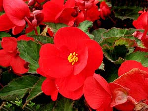 Hvordan plante en knollbegonia