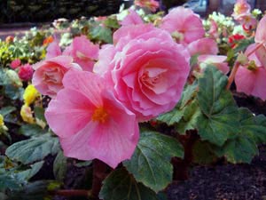 Plantering av knollbegonia på våren