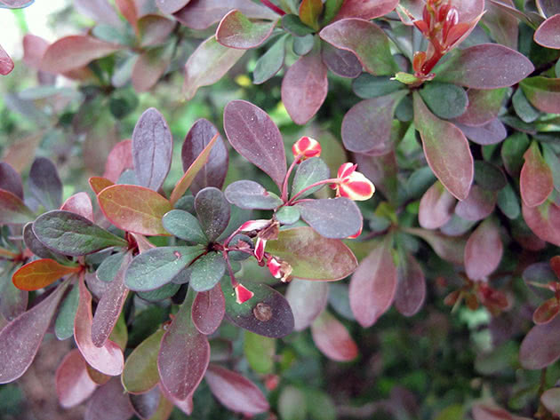 Busk berberis