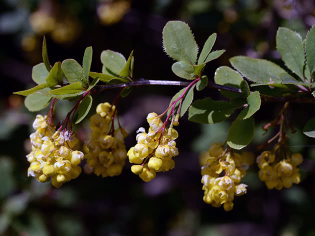 Blomstrende berberis