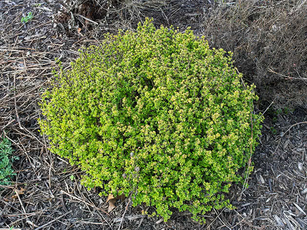 Barberry bush på stedet