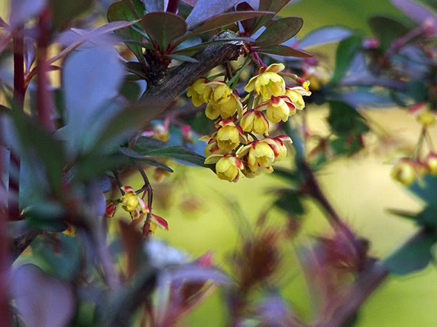 Planting og stell av hagebærbær